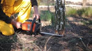 Professional Tree Care Services in Delaware, OH