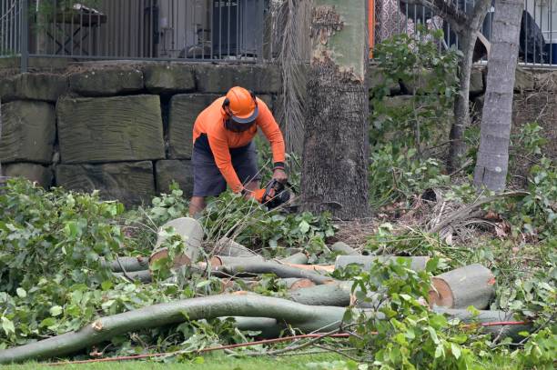 How Our Tree Care Process Works  in  Delaware, OH